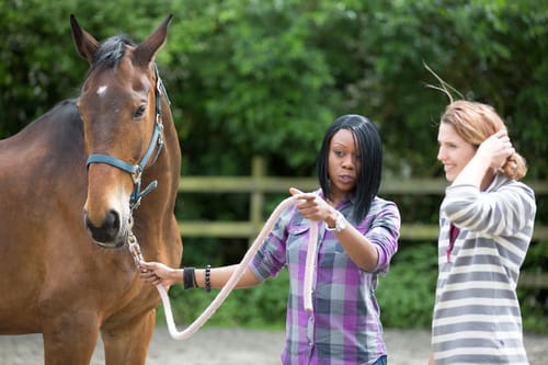 equine assisted learning