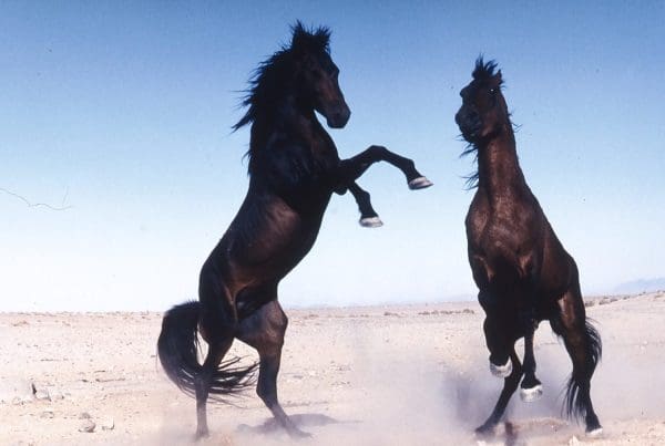 Kelly Marks (Intelligent Horsemanship) Namibian Horses