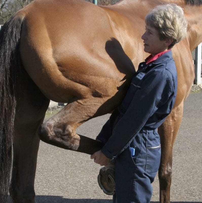 Webinar part of the IH Professional Equine Webinar Series with Sue Dyson 