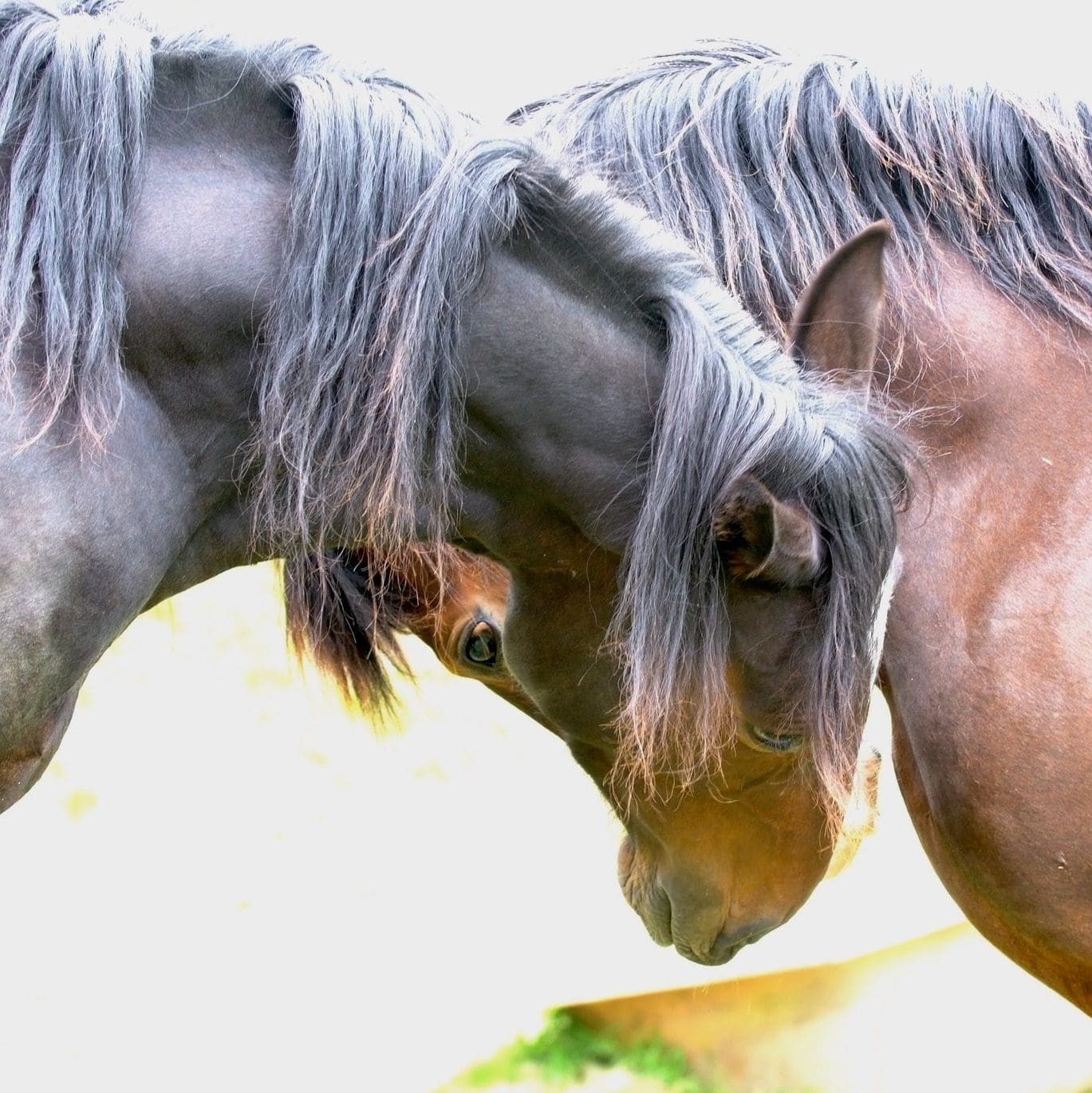 Profile image of Intelligent Horsemanship Recommend Horse Trainer Ann-Marie Marek, based in Lampeter. 